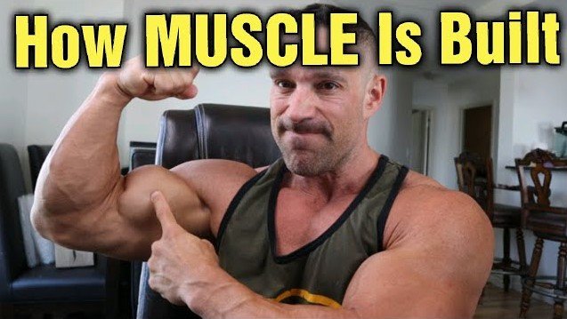 How Muscle Growth Works