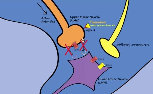 How Muscle Relaxers Work