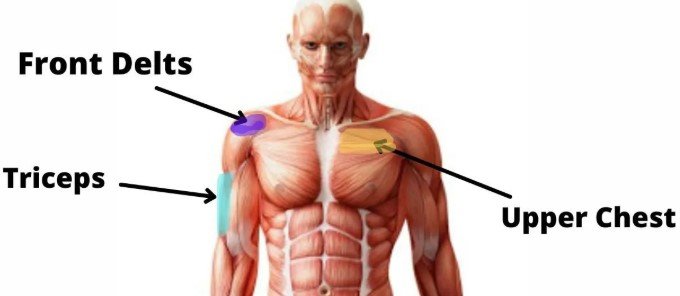 Main Muscles Worked by Overhead Press