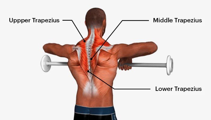 Primary Muscles Worked by Upright Rows