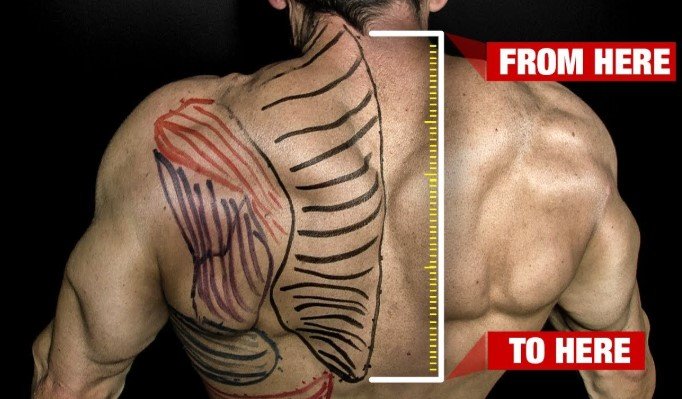 Understanding Trap Muscles