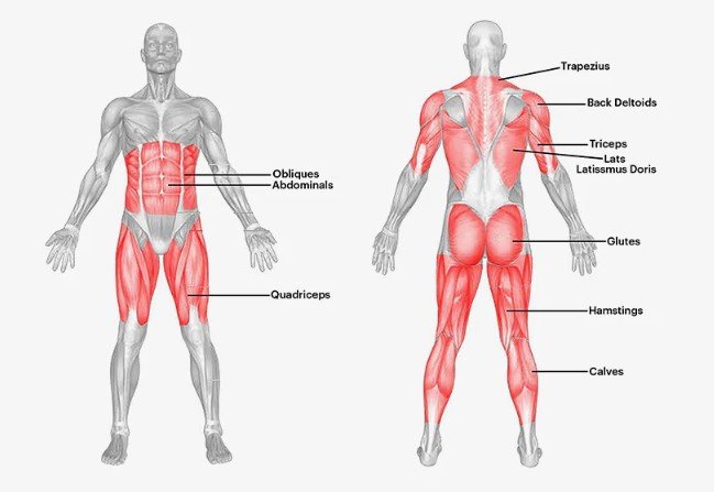 How a Slam Ball Exercise Works