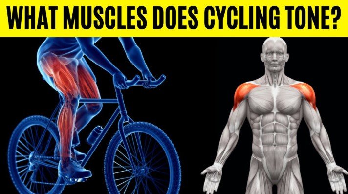 How the Pedal Stroke Uses Muscles