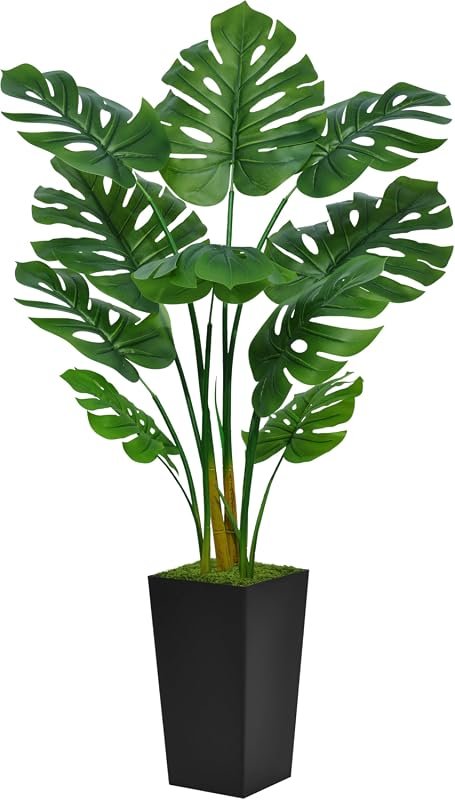 Monstera