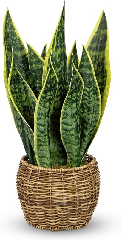 Snake Plant